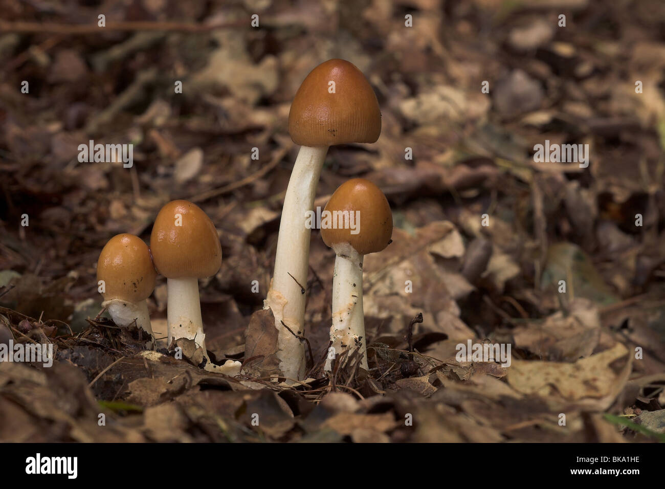 Quattro Orange-brown ringless amanita in una riga Foto Stock