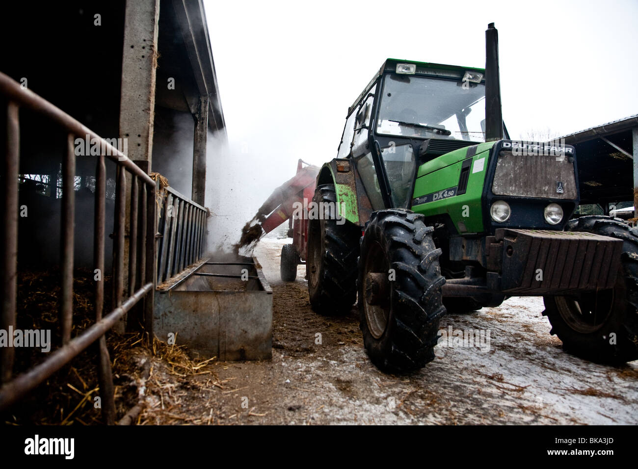 Silaggio di alimentazione di bestiame tramite un trattore Foto Stock