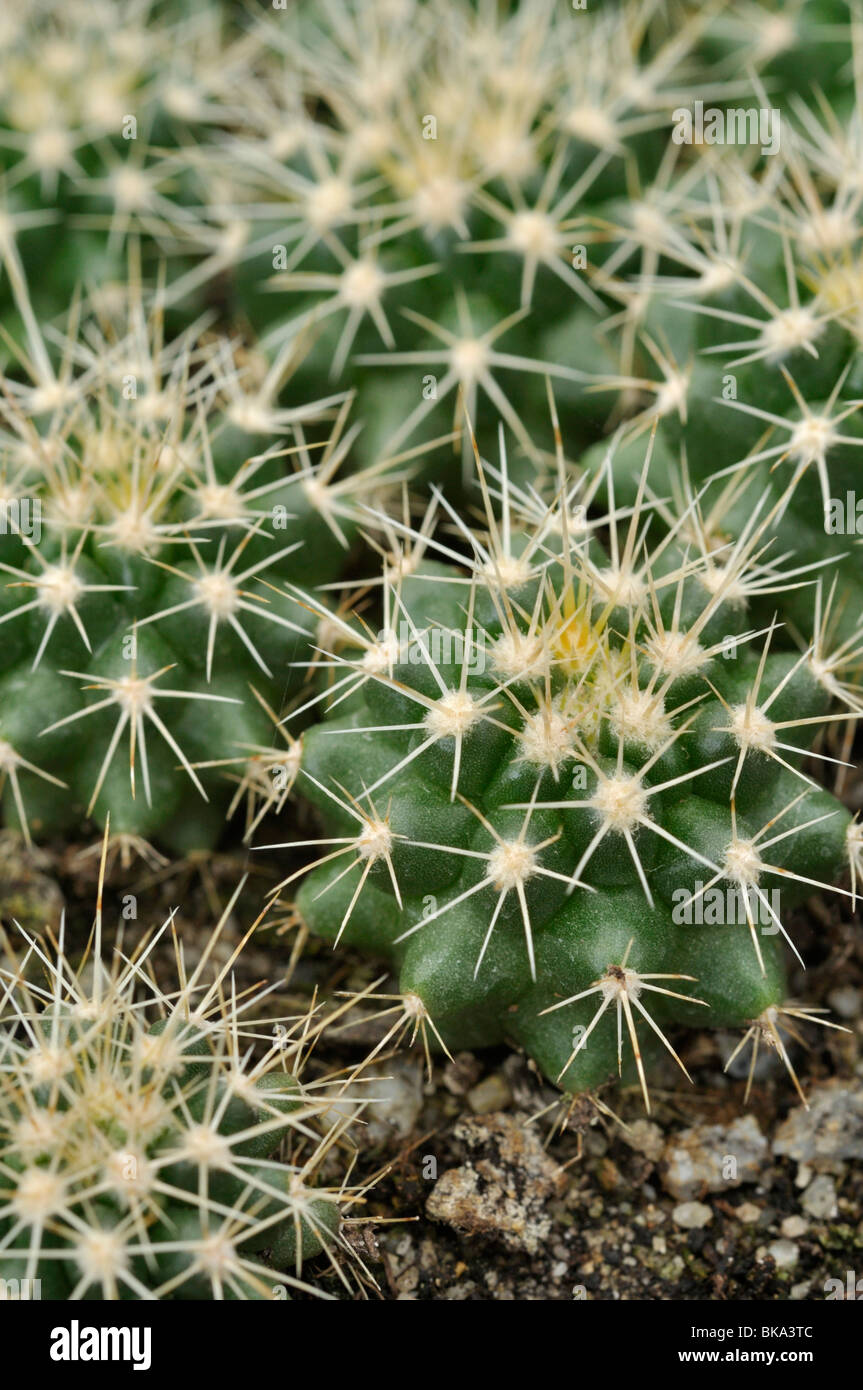 Golden barrel cactus (Echinocactus grusonii) Foto Stock