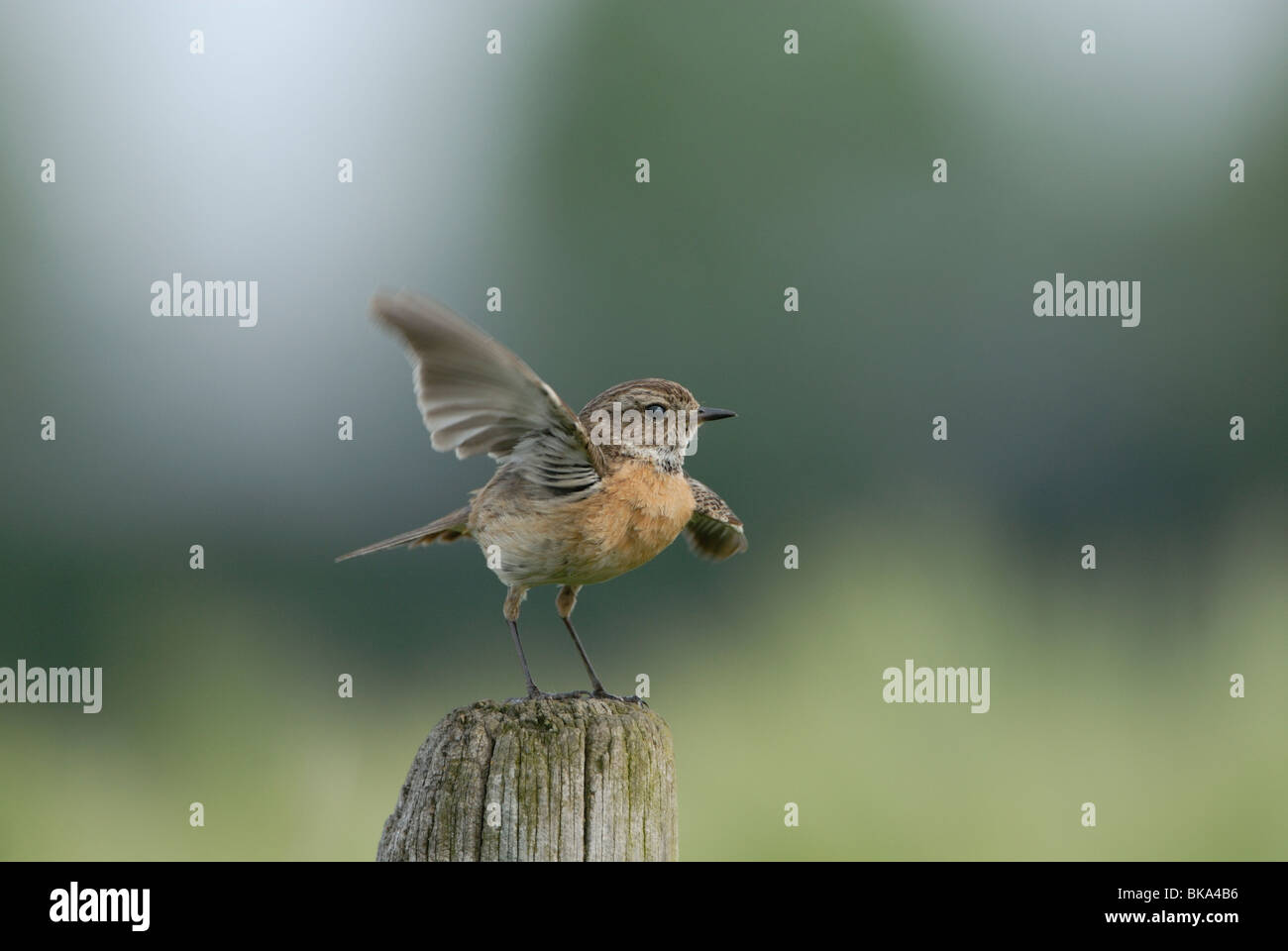 Stonechat femmina con coda sollevata sul palo di legno. Foto Stock