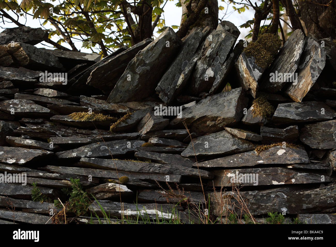 Un tradizionale ardesia secco muro fatto di ardesia locale vicino Portroe nella Contea di Tipperary in Irlanda Foto Stock