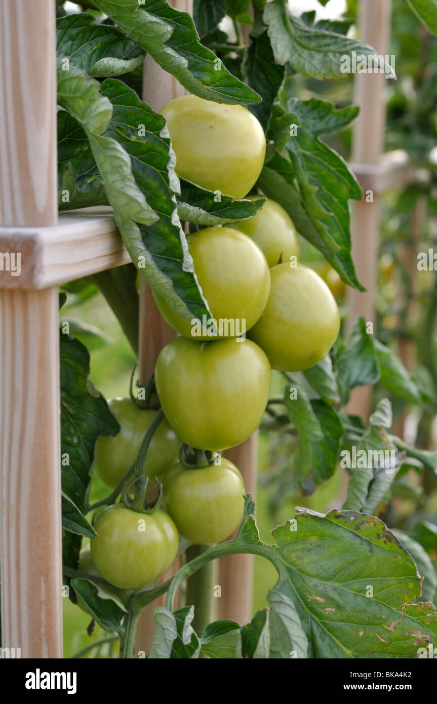 Il pomodoro (Lycopersicon esculentum 'rougella') Foto Stock