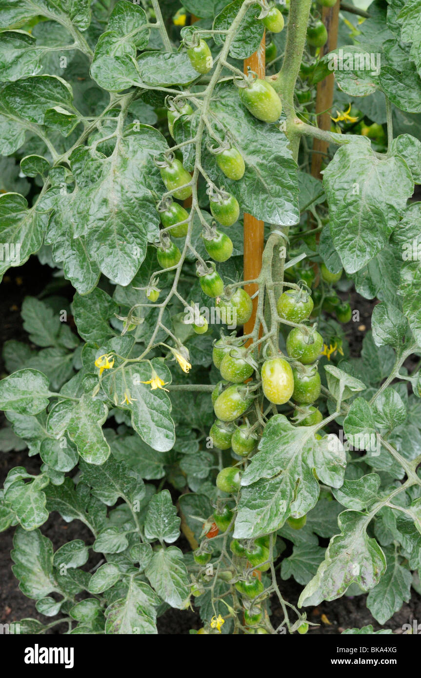 Il pomodoro (Lycopersicon esculentum 'santasian') Foto Stock