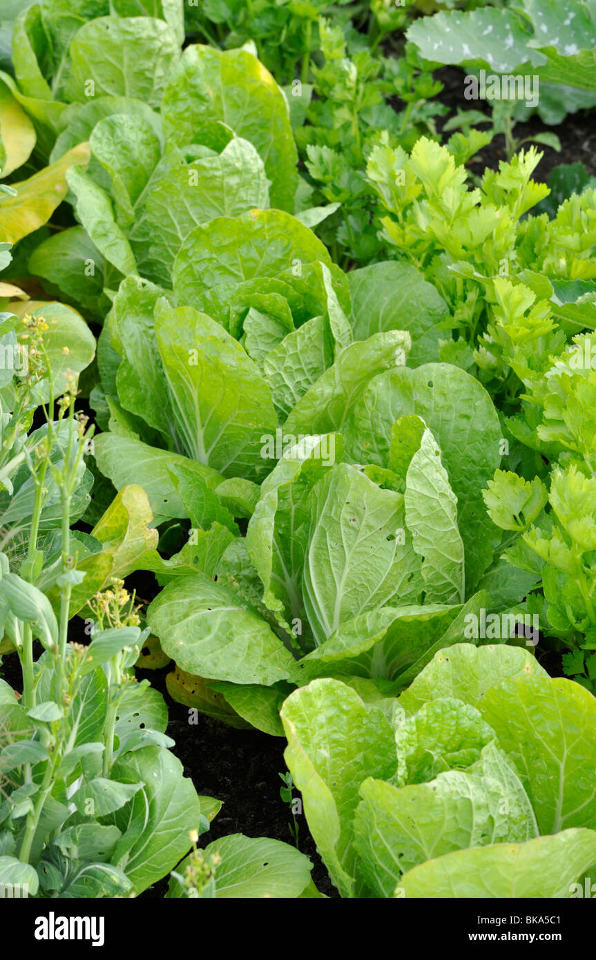 Cavolo cinese (Brassica rapa subsp. pekinensis) Foto Stock