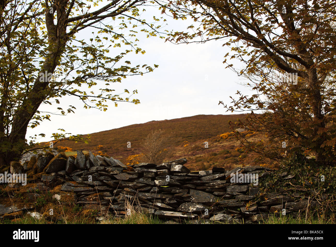 Un tradizionale ardesia secco muro fatto di ardesia locale vicino Portroe nella Contea di Tipperary in Irlanda Foto Stock