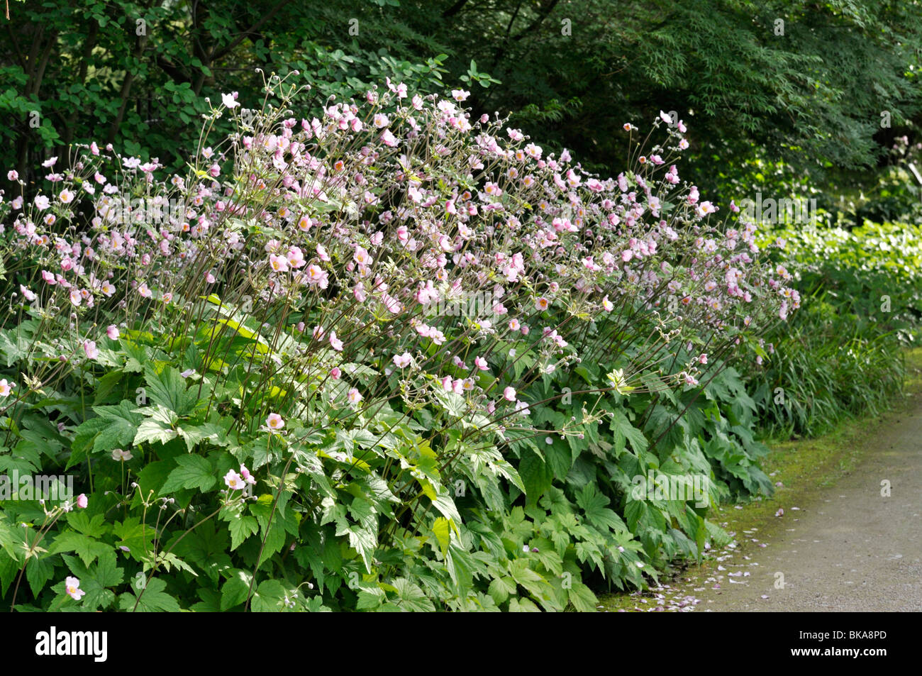 Giapponese (anemone hupehensis Anemone var. japonica) Foto Stock