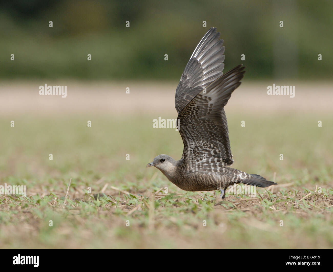 Long-tailed Skua in piedi con ali sollevato nell'aria. Foto Stock