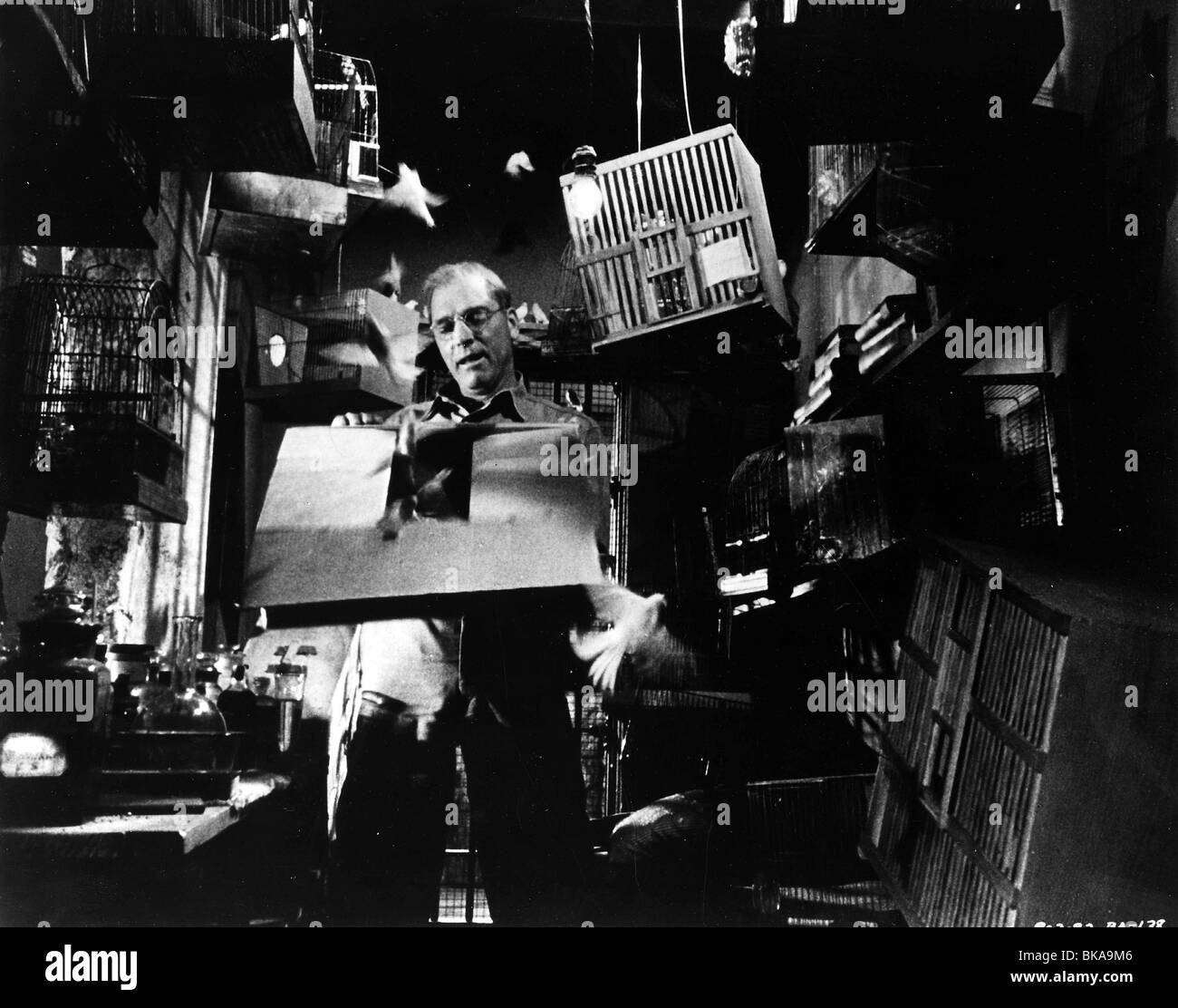 L'uomo uccello di Alcatraz (1962) BURT LANCASTER BOA 003P Foto Stock