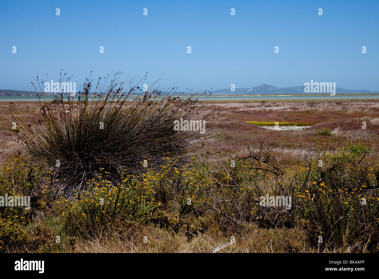 Vasta prateria scenario della West Coast National Park in Sud Africa Foto Stock Vasta prateria scenario della West Coast National Park in Sud Africa Foto Stock