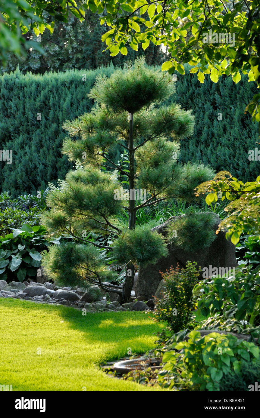 Pino (Pinus). design: marianne e detlef lüdke Foto Stock