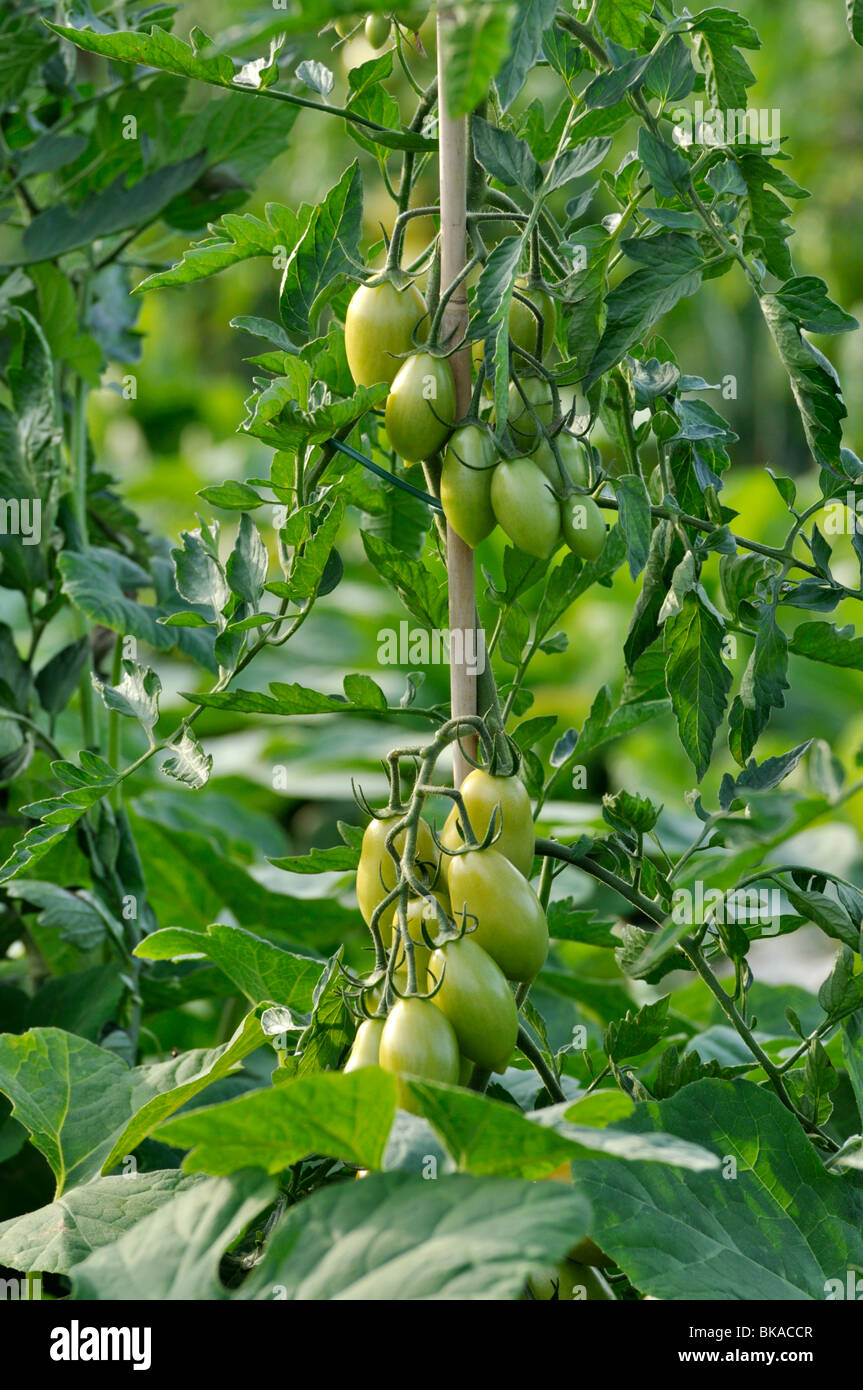 Il pomodoro (Lycopersicon esculentum 'goldino') Foto Stock
