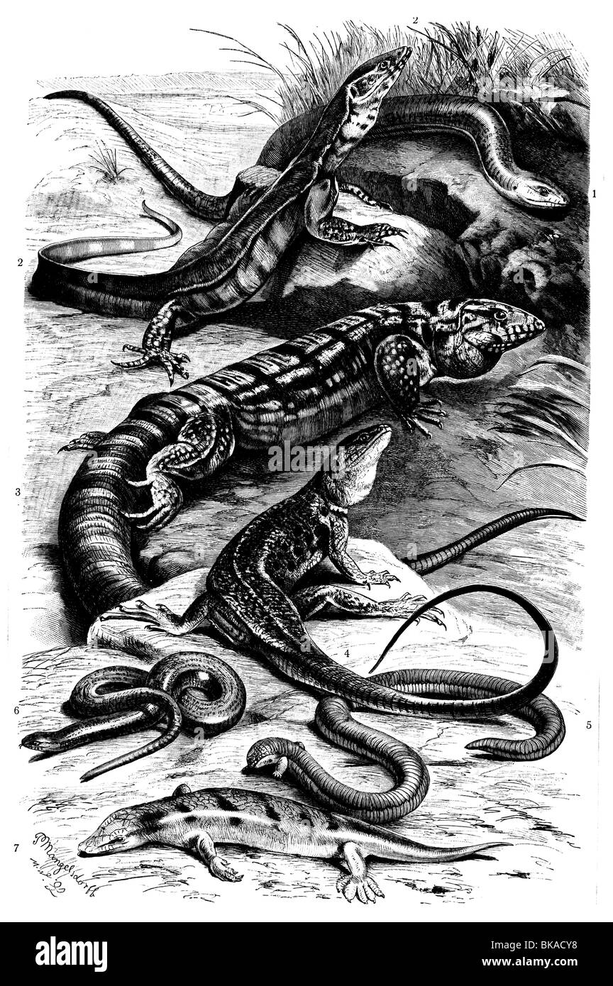 Le lucertole saurians Saurii Foto Stock