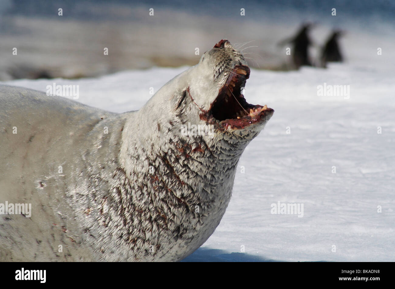 E' una foca Crabeater (Lobodon carcinophagus) sul ghiaccio con i pinguini Gentoo in background Foto Stock