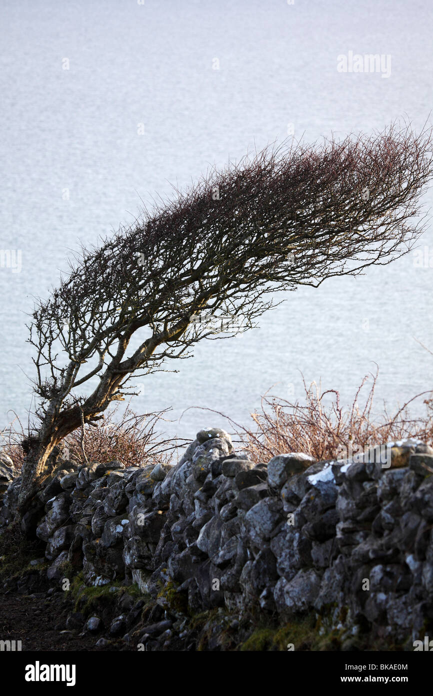 Un albero piegato da anni di crescere in venti forti sulla costa occidentale della contea di Clare Irlanda Foto Stock