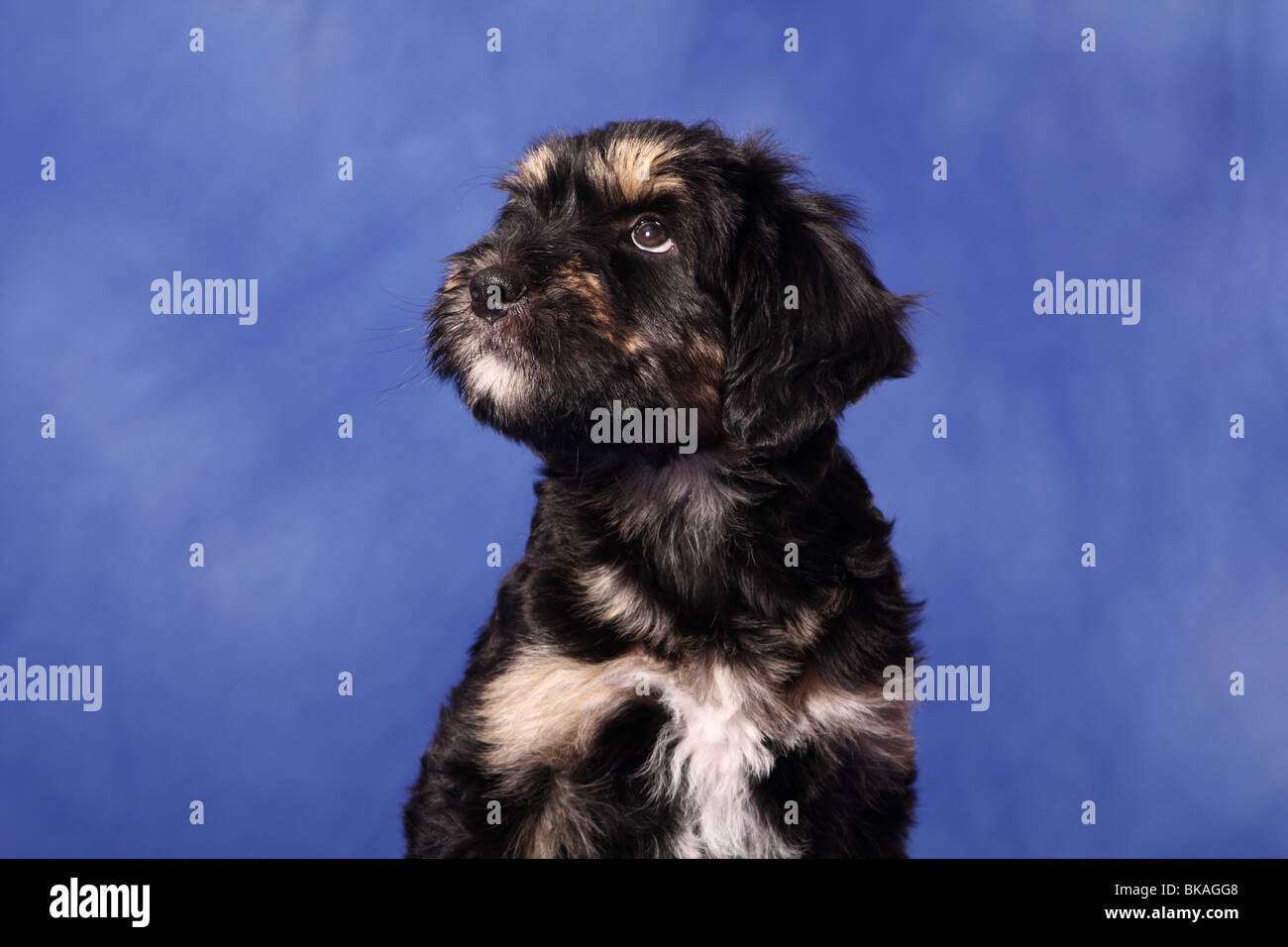 Sheepdog portoghese cucciolo Foto Stock