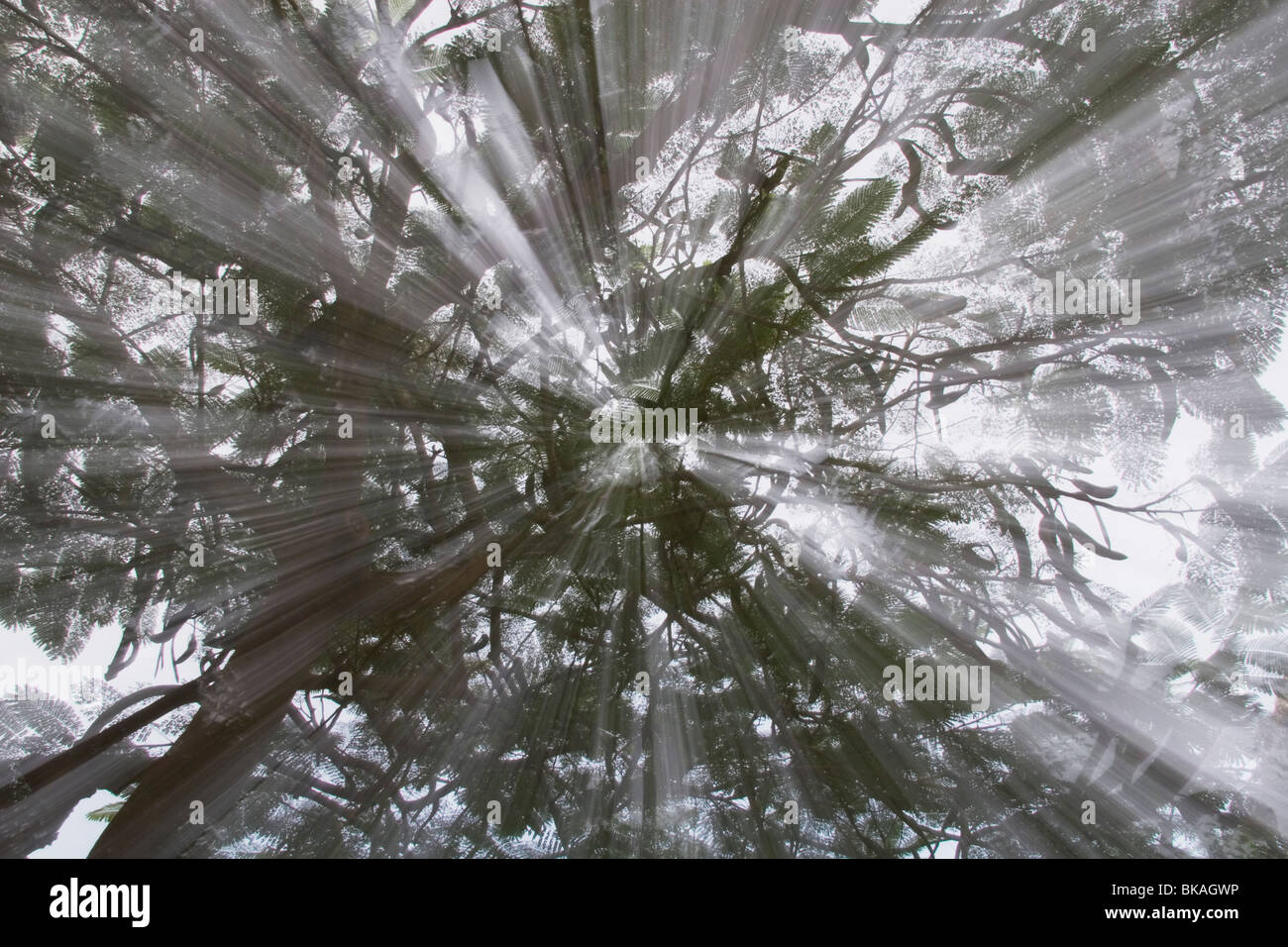 I raggi di luce attraverso una struttura ad albero Foto Stock