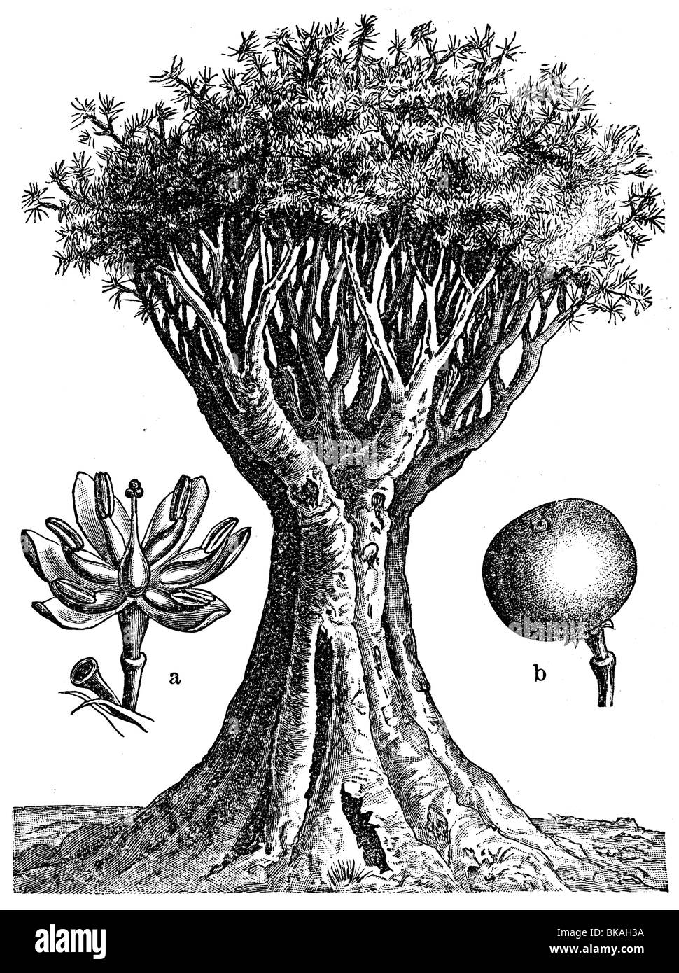 Dracaena draco dragon s tree Foto Stock