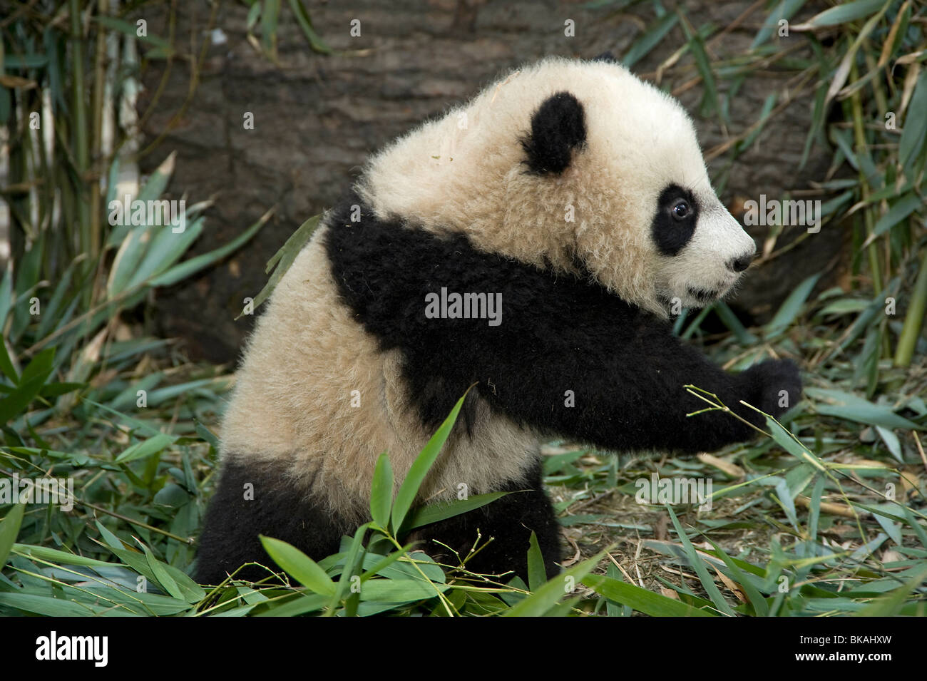 Baby panda gigante, Ailuropoda melanoleuca, circa 5 mesi di età con bambù, in Wolong, Sichuan, in Cina Foto Stock