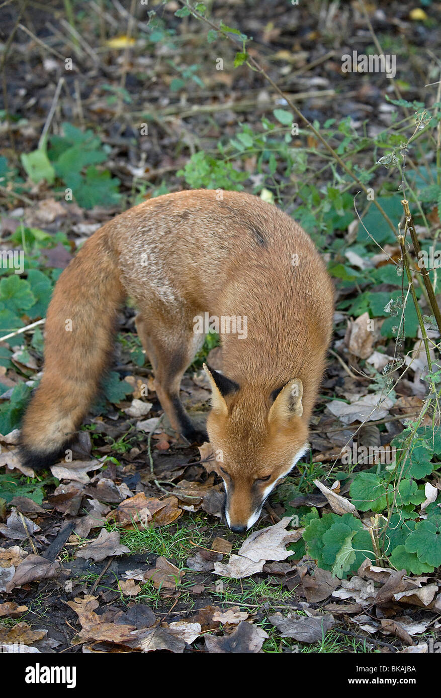 Red Fox, Vulpes vulpes, ricerche per il cibo sotto gli alimentatori degli uccelli Foto Stock