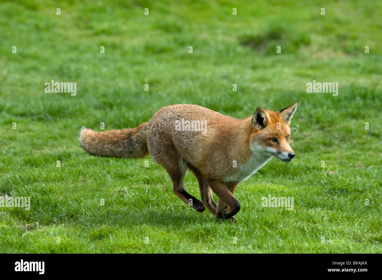 Red Fox, Vulpes vulpes, in esecuzione Foto Stock