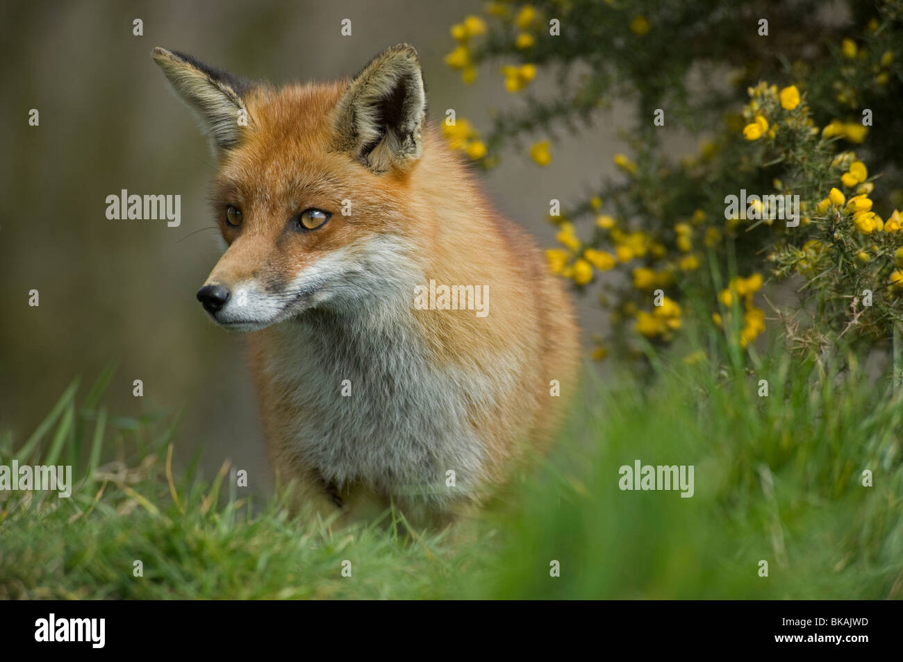Red Fox, Vulpes vulpes, con ginestre Foto Stock