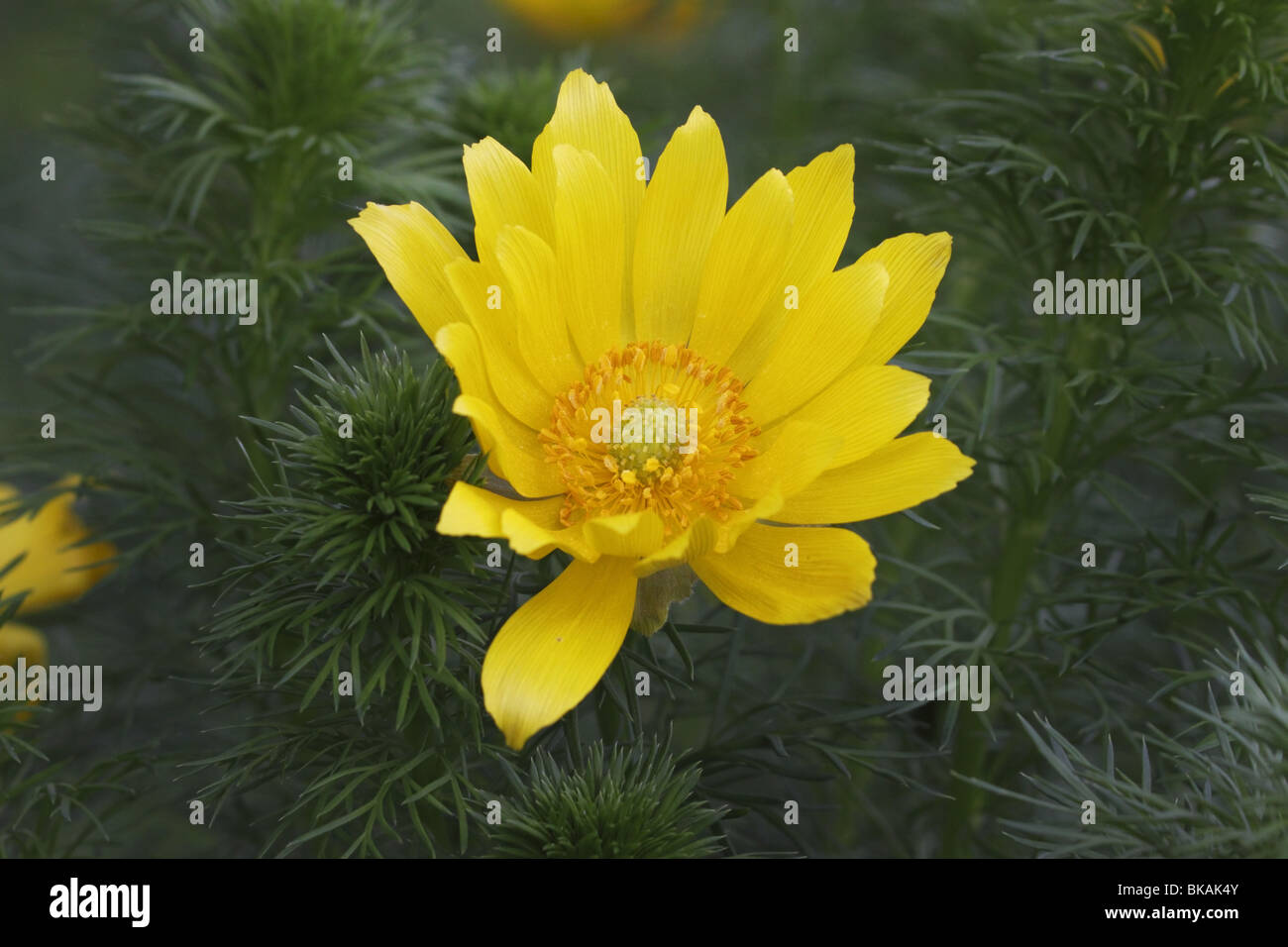 Frühlings-Adonisröschen,, Adonis vernalis, Foto Stock