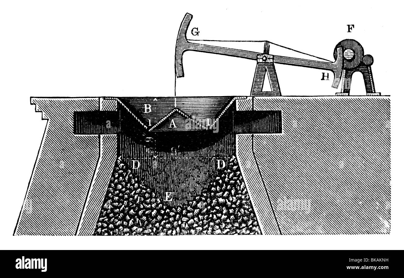 Parry s imbuto Foto Stock