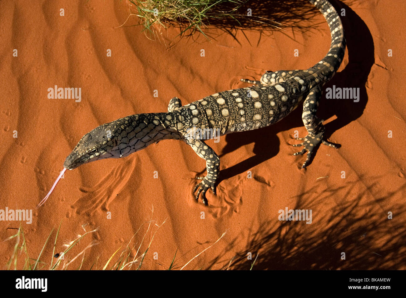 Perentie goanna si estende lungo la linguetta nel deserto di sabbia rossa in Australia Foto Stock