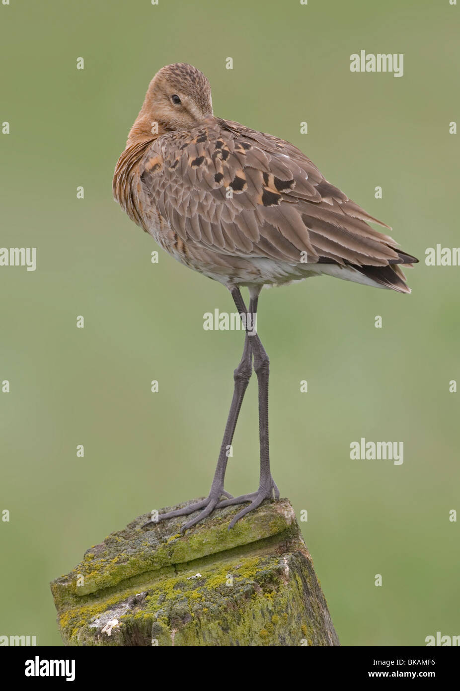 Sleeping Blacktailed Godwit ona pole Foto Stock