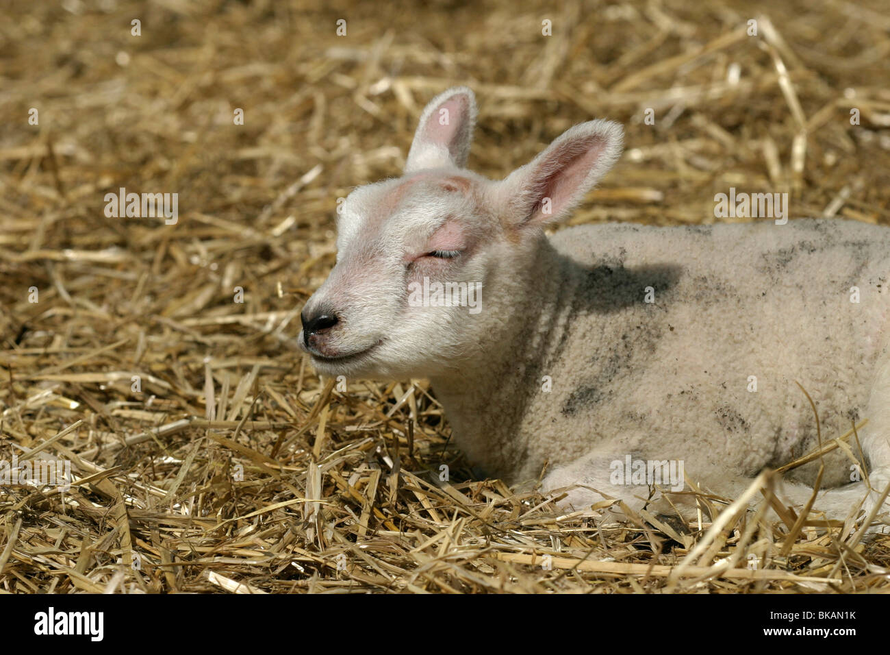 Un appena nato agnello consiste in un capannone Foto Stock