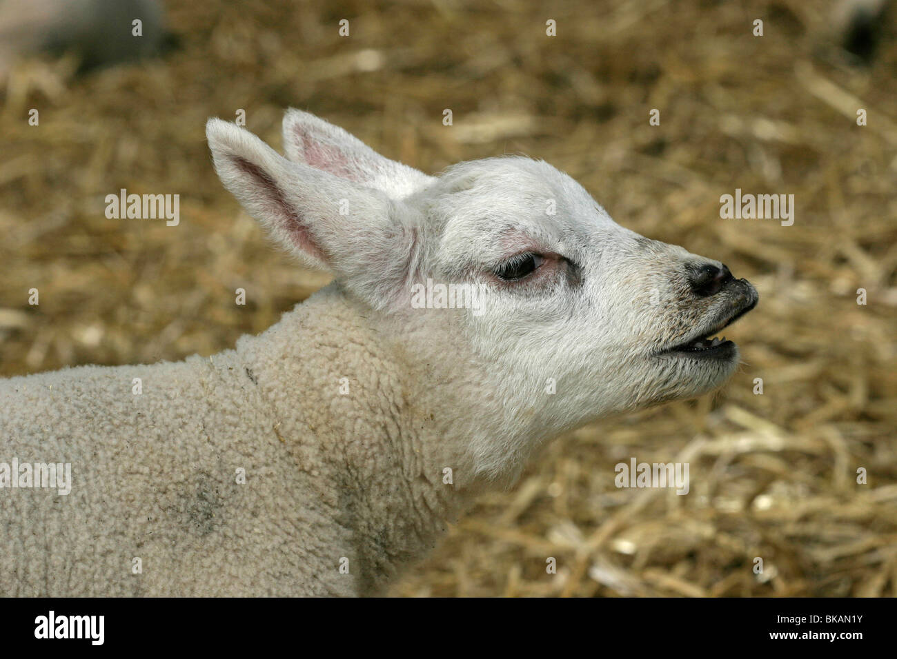 Un appena nato agnello consiste in un capannone Foto Stock