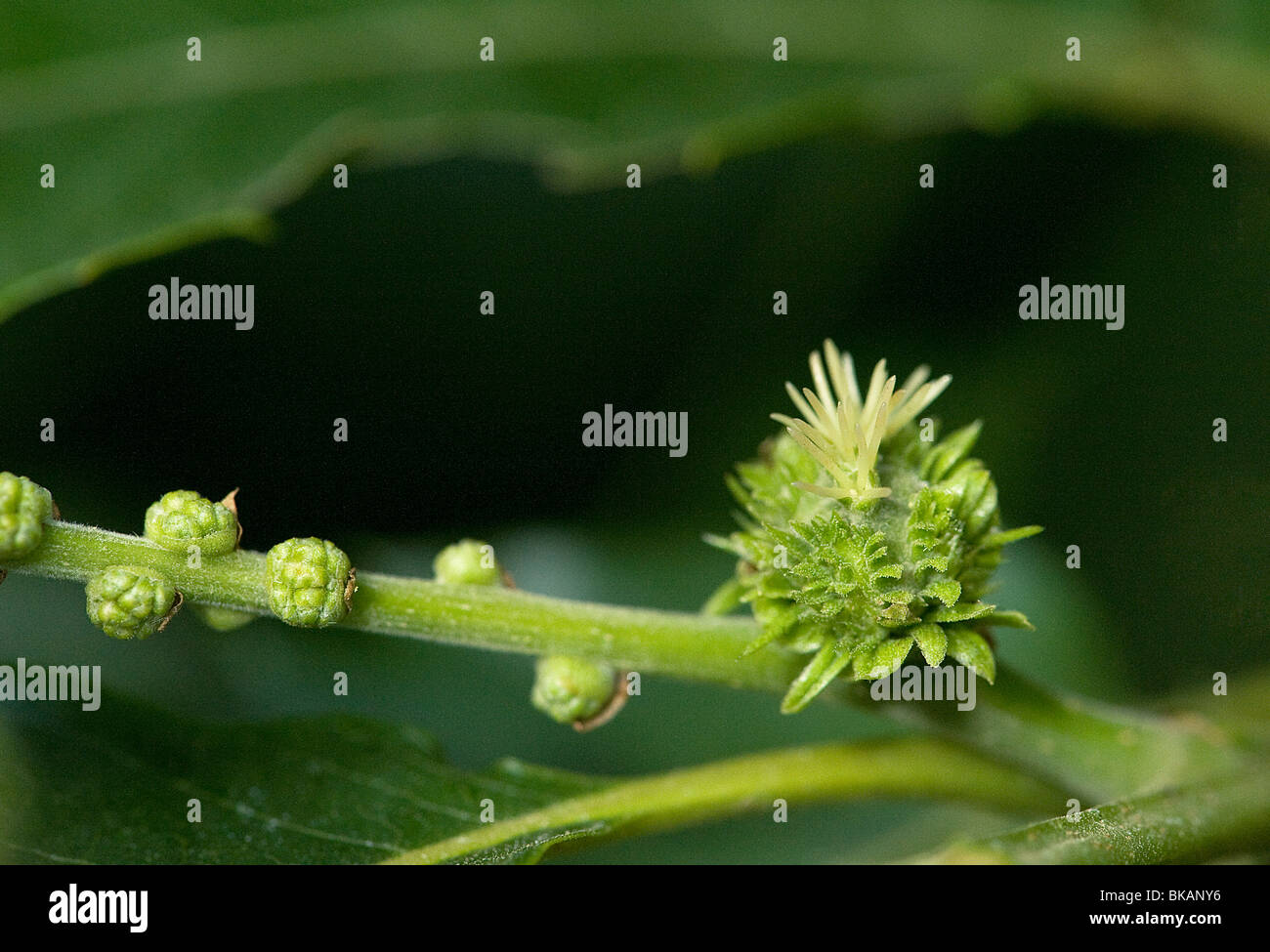 Fiore femmina di Sweet Chestnut, Castanea sativa, con stimmi multipli Foto Stock