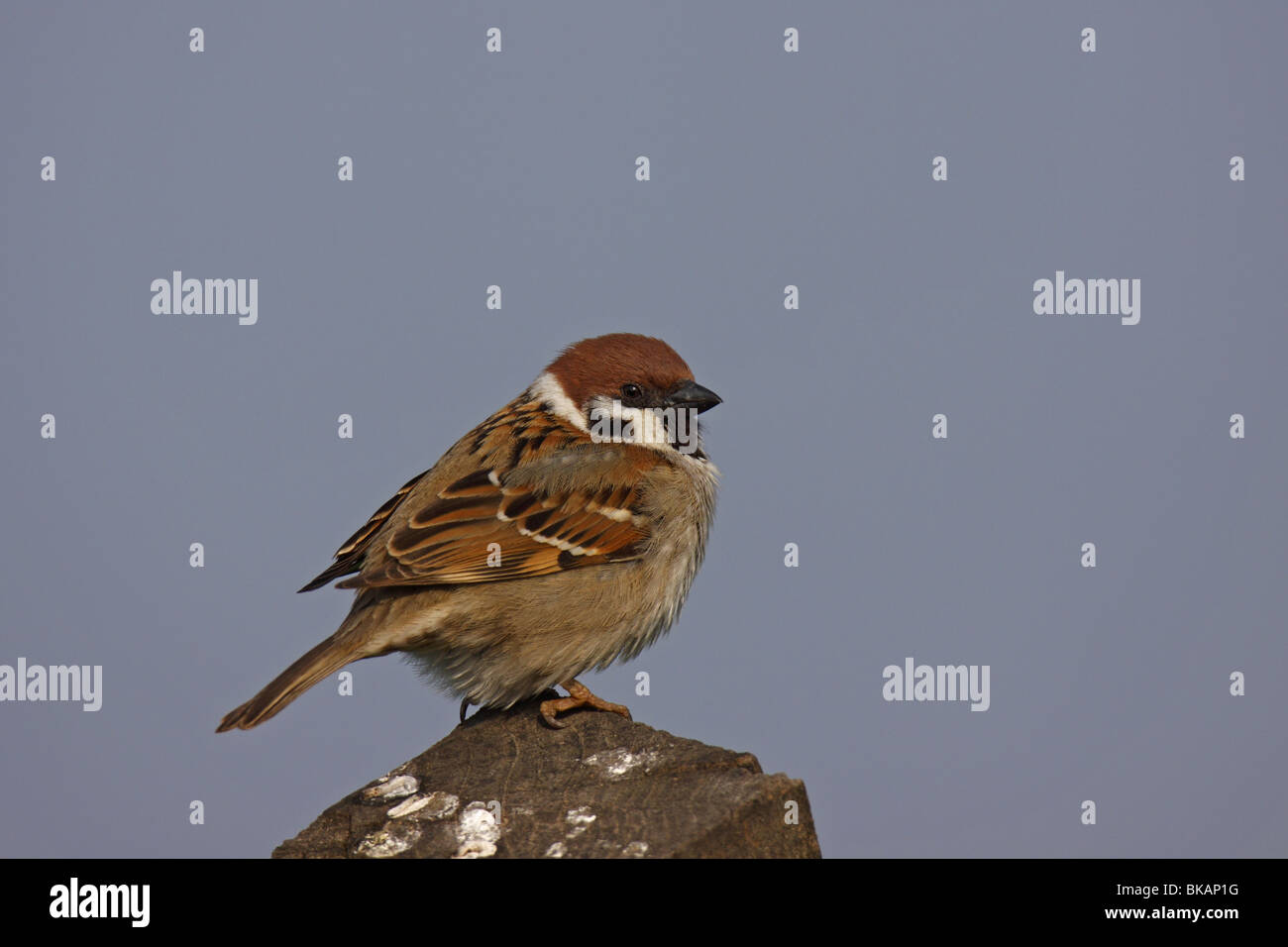 Feldsperling, Sperling, montanus, eurasian,sparrow,tree Foto Stock