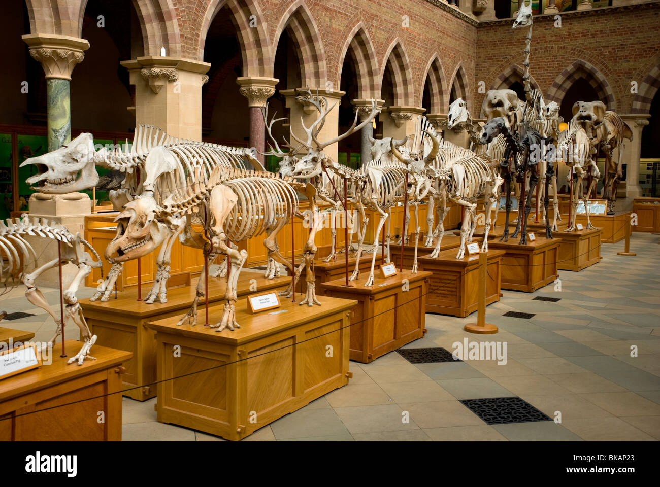 Scheletri di animali oxford il museo di storia naturale Foto Stock