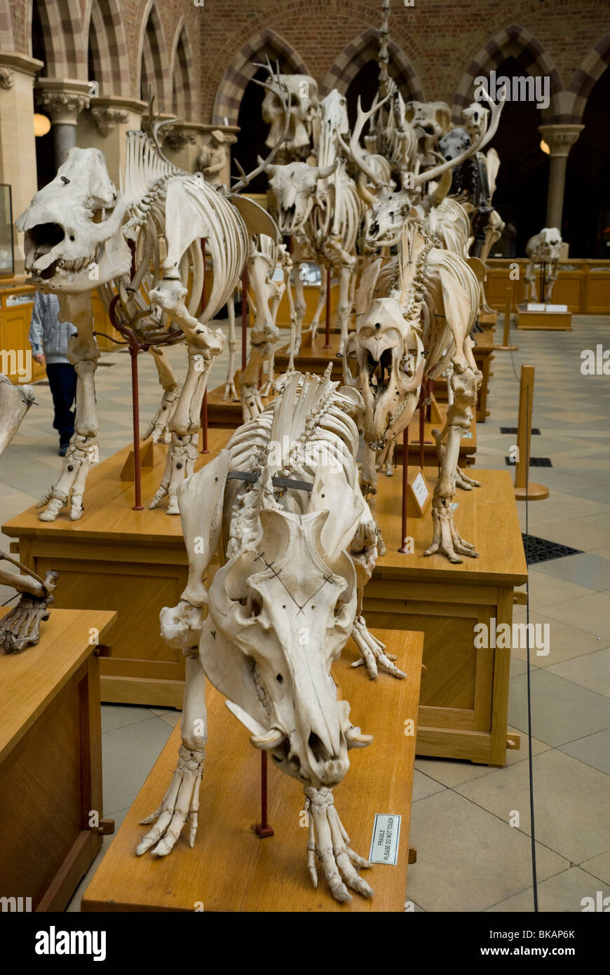 Scheletri di animali oxford il museo di storia naturale Foto Stock