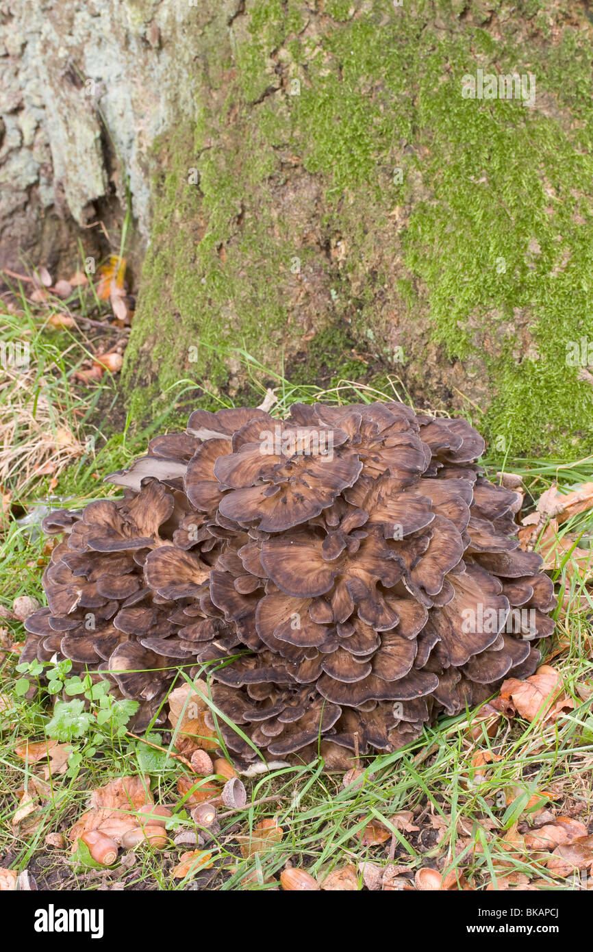 Gallina di boschi in corrispondenza della base di un oaktree. Foto Stock