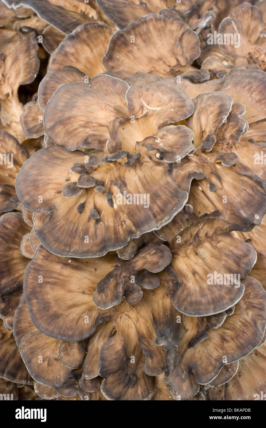 Close-up di giovani concentrica più capsule di gallina dei boschi. Foto Stock