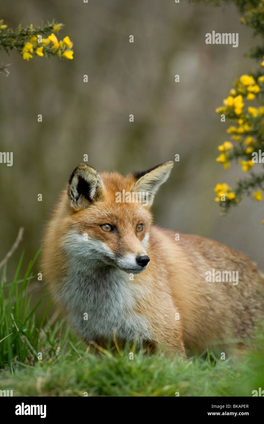 Red Fox, Vulpes vulpes, con ginestre fiori in primavera Foto Stock