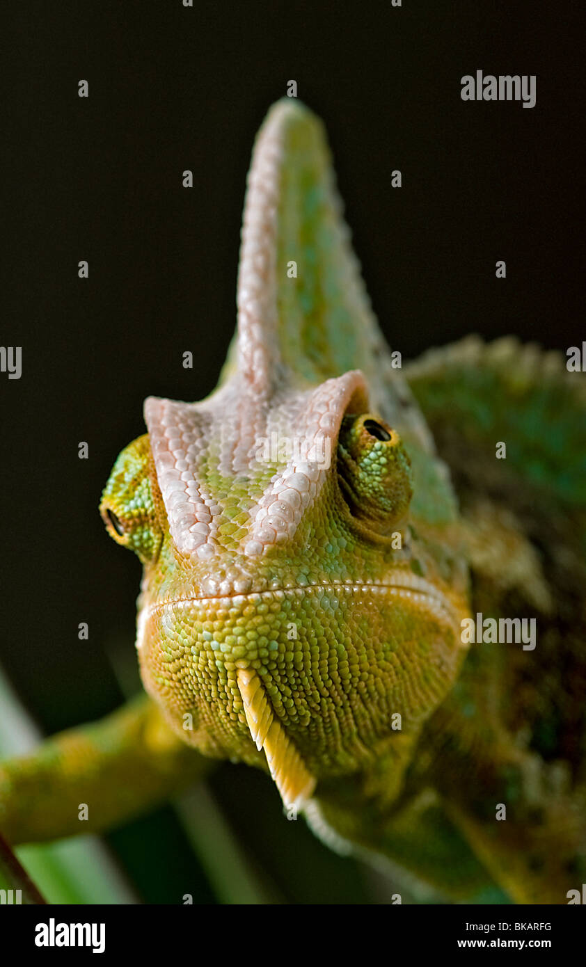 Maschio o velato Yemen camaleonte mostra indipendente il movimento degli occhi, Foto Stock