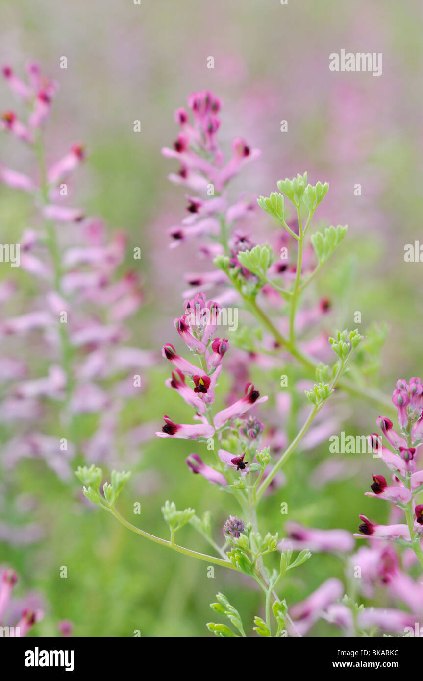 Comune (fumaria fumaria officinalis) Foto Stock