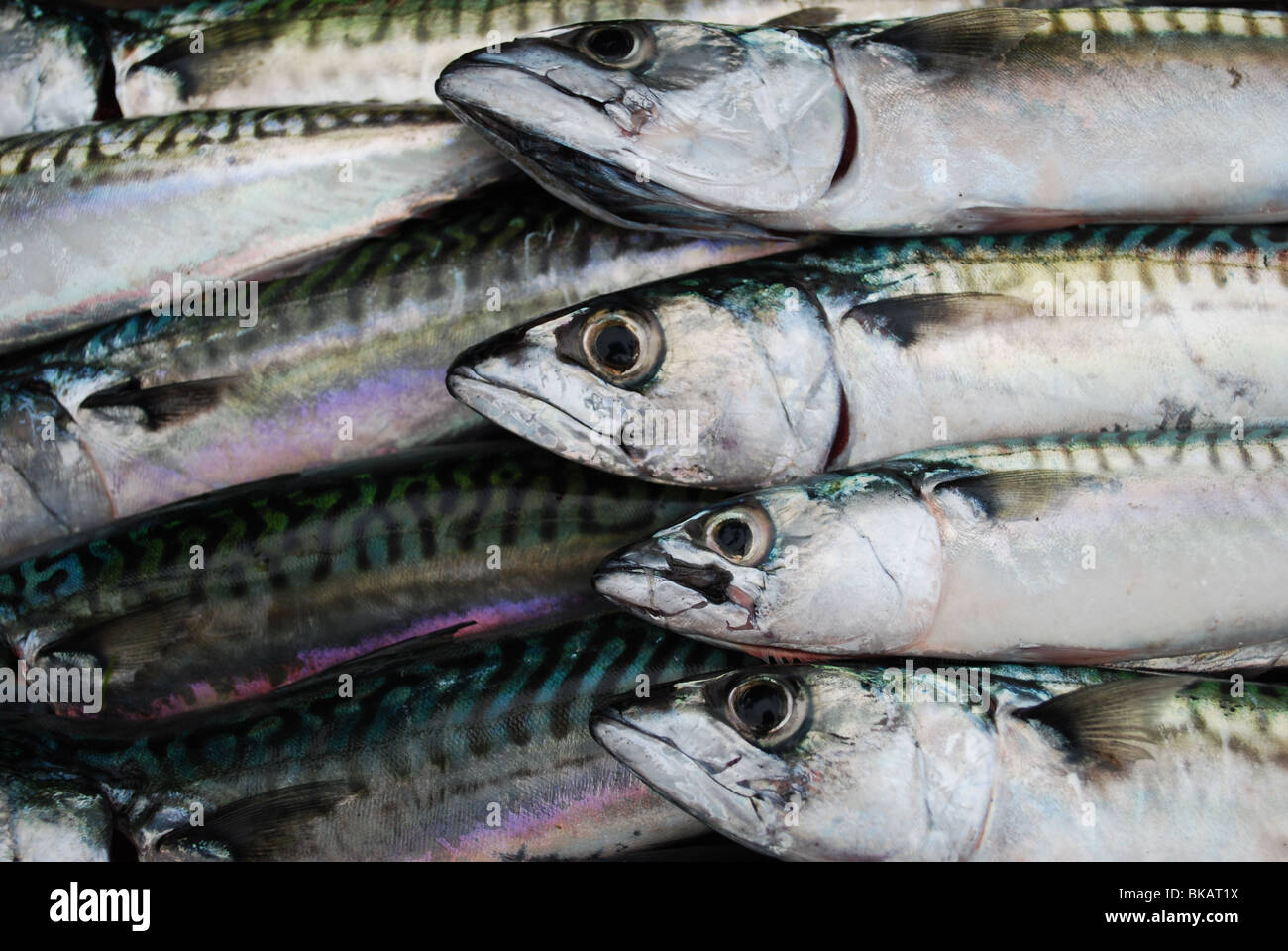 Sgombri in scatola di pesce Foto Stock