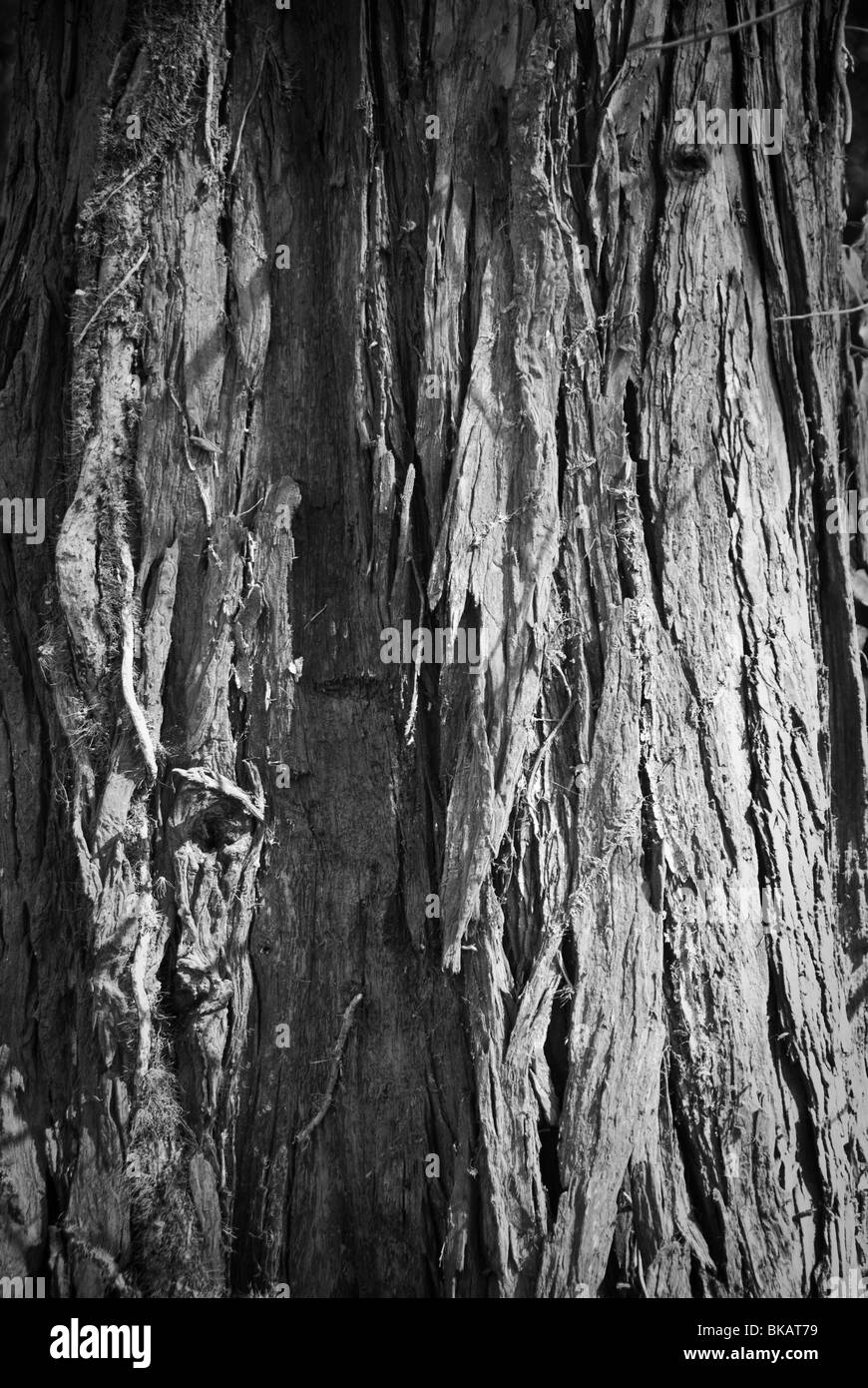 Bianco e nero vicino la rappresentazione di cortecce di legno Foto Stock