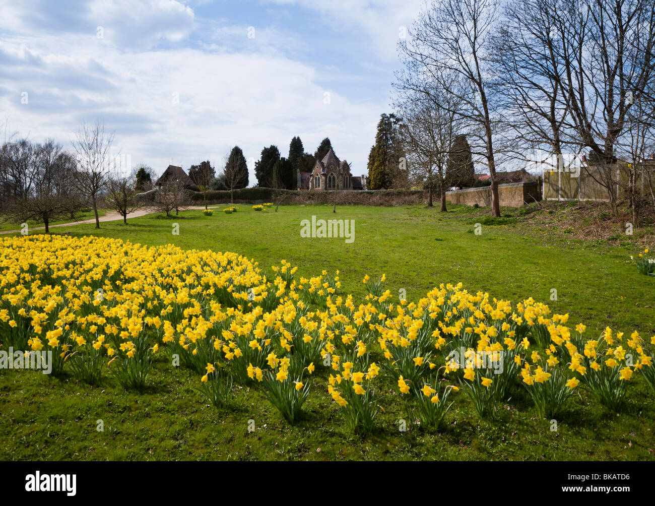 Giunchiglie nella parte anteriore della Chiesa Shalford, Shalford, Surrey. Foto Stock