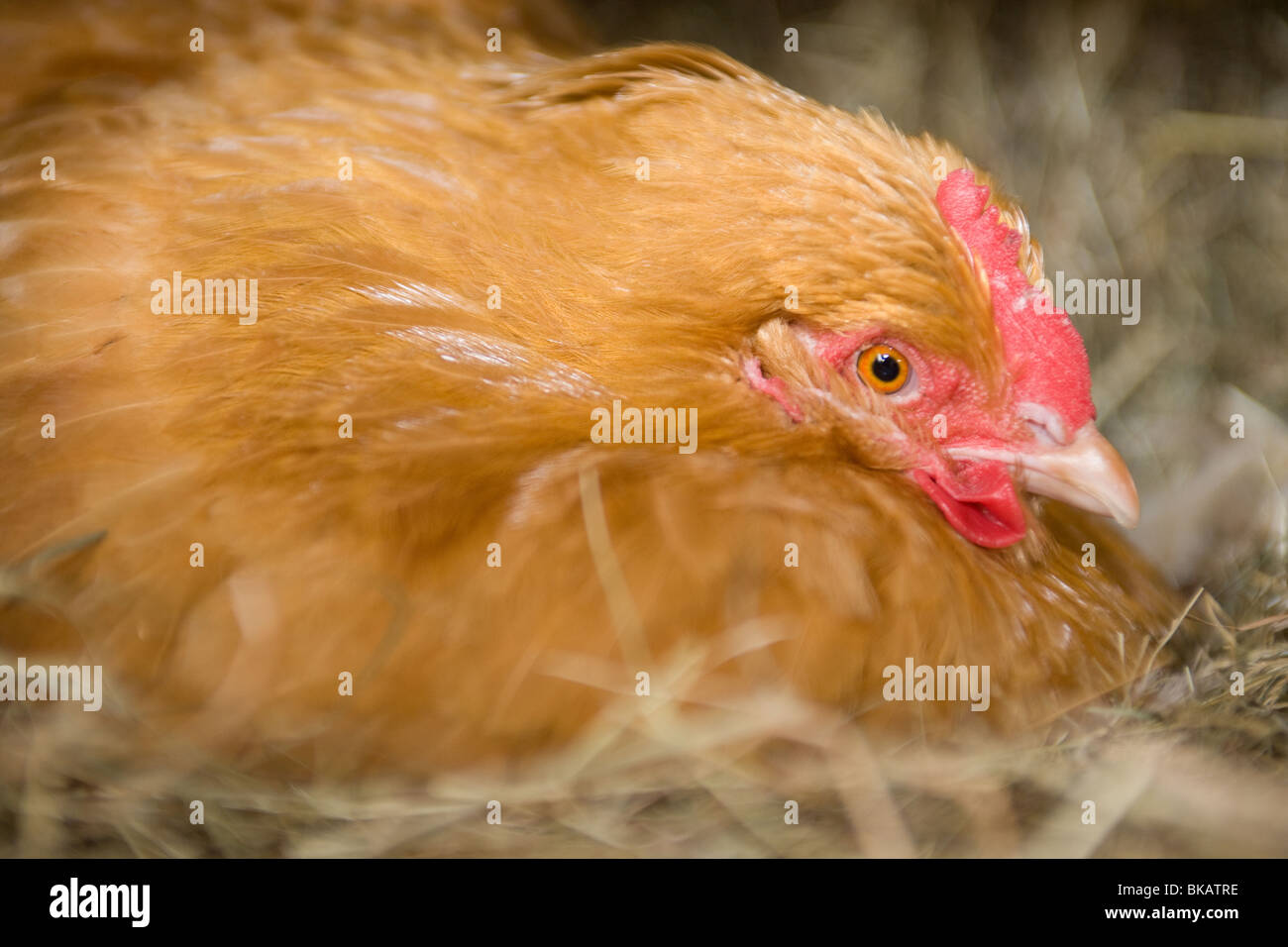Buff Orpington Hen sul nido Foto Stock
