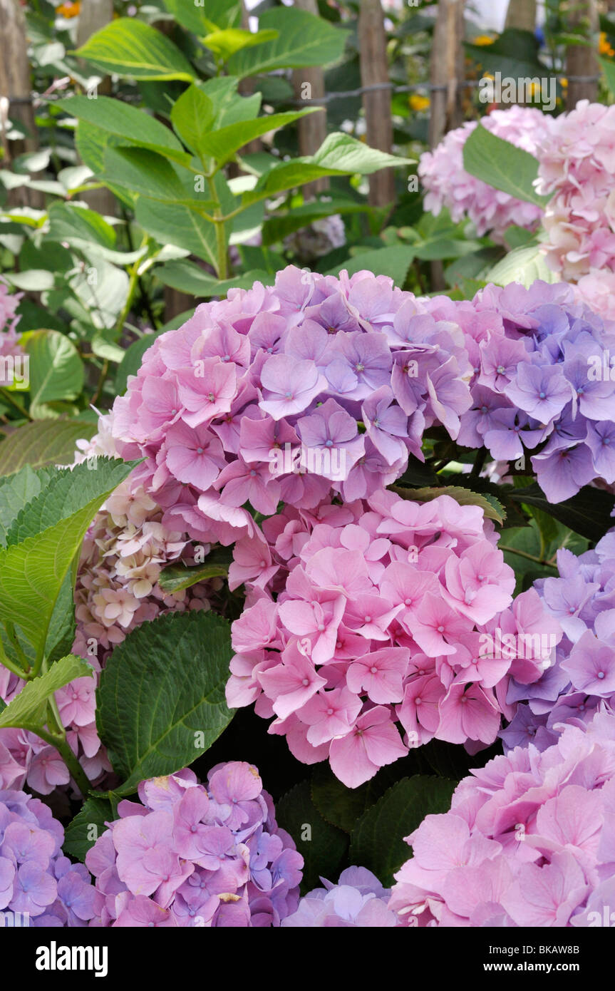 Big-lasciava ortensia (Hydrangea macrophylla) Foto Stock