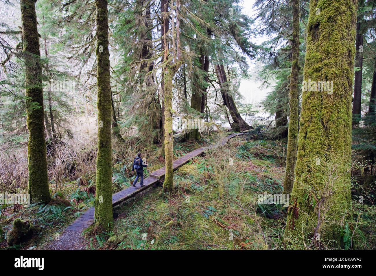 Vecchia Foresta in Carmanah Walbran Parco Provinciale, Isola di Vancouver, British Columbia, Canada Foto Stock