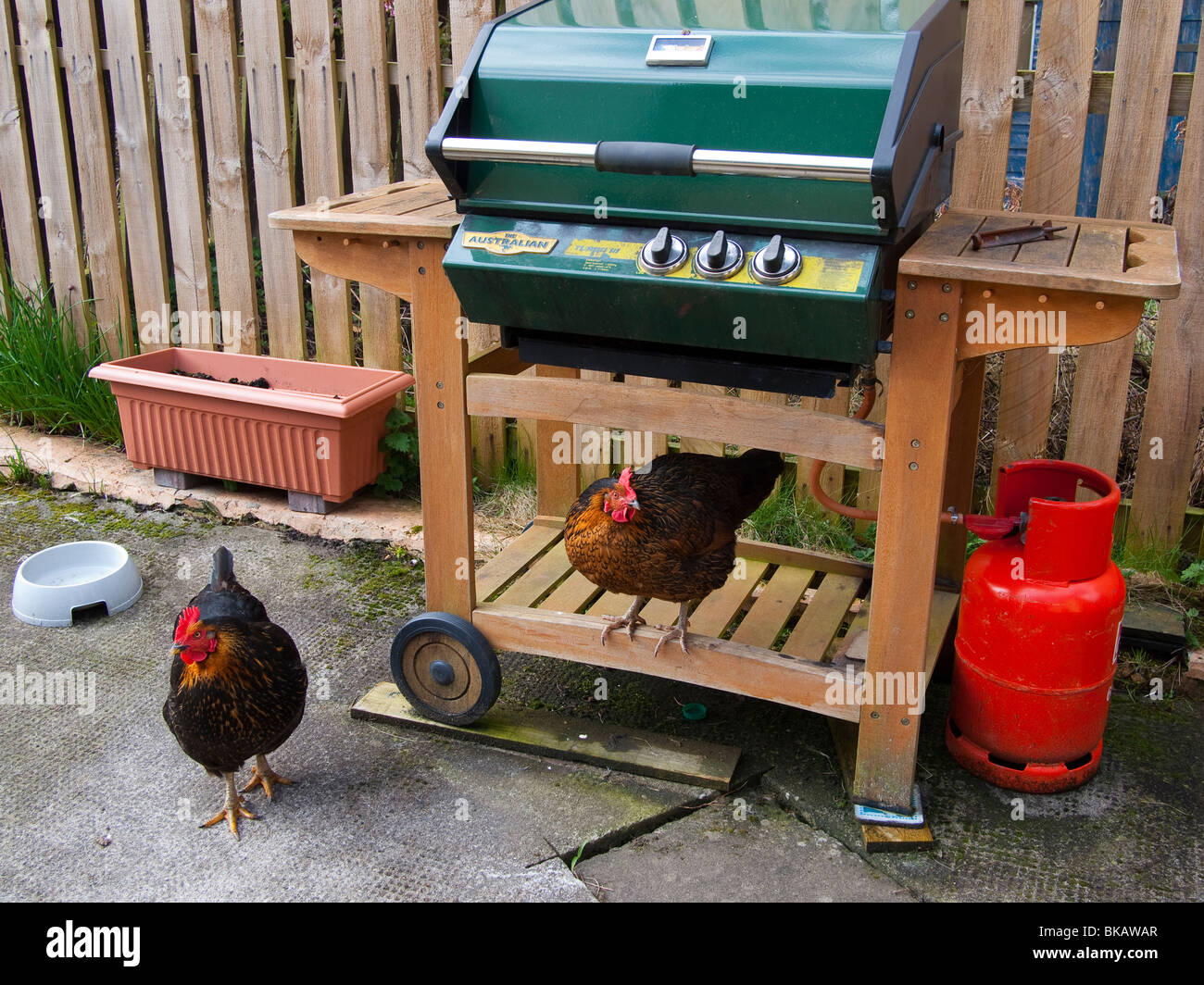 Polli marrone su un barbecue Foto Stock