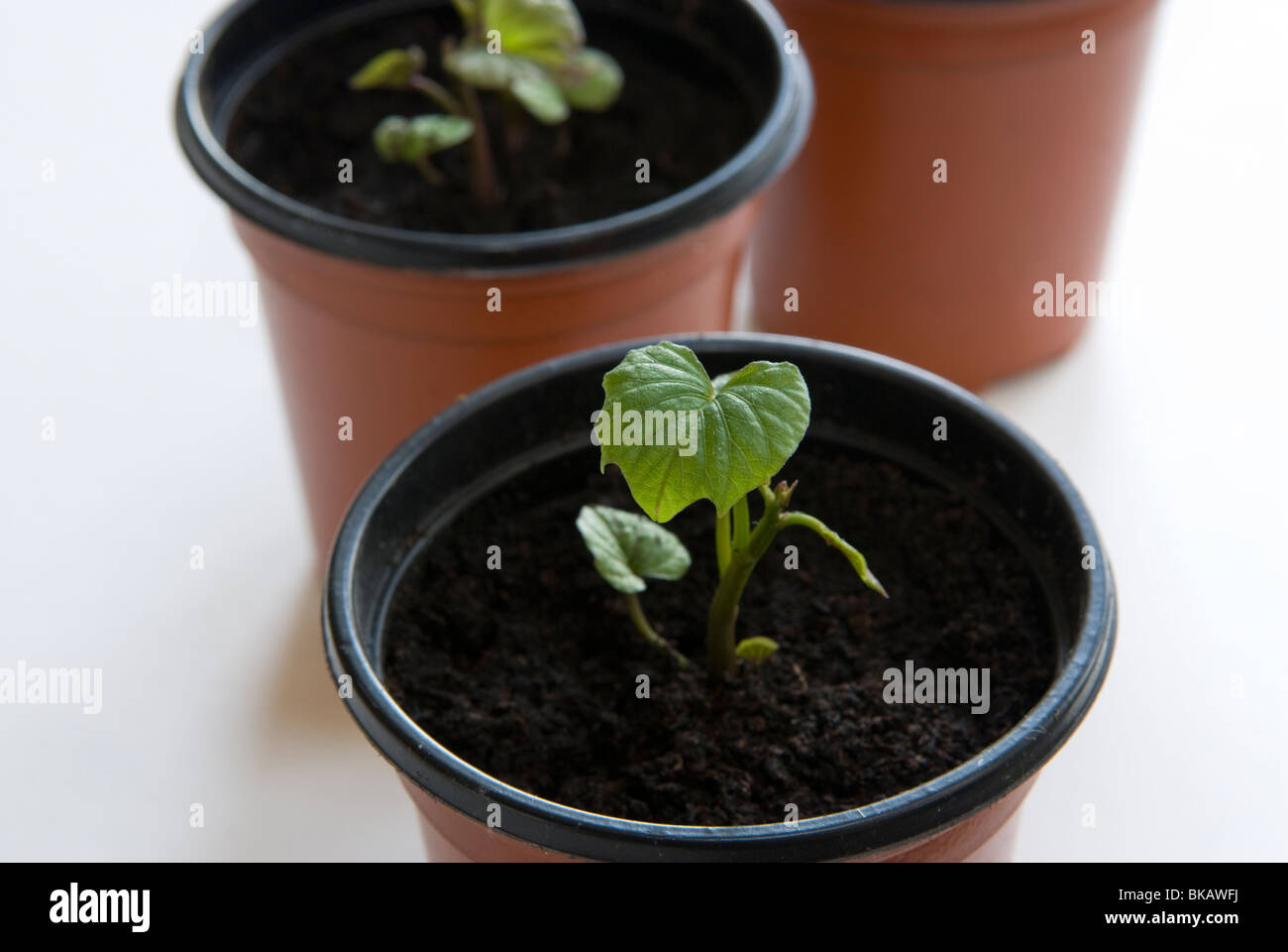 La patata dolce (Ipomoea batatas) scivola. Stadio 3, annegamento in compost. Foto Stock