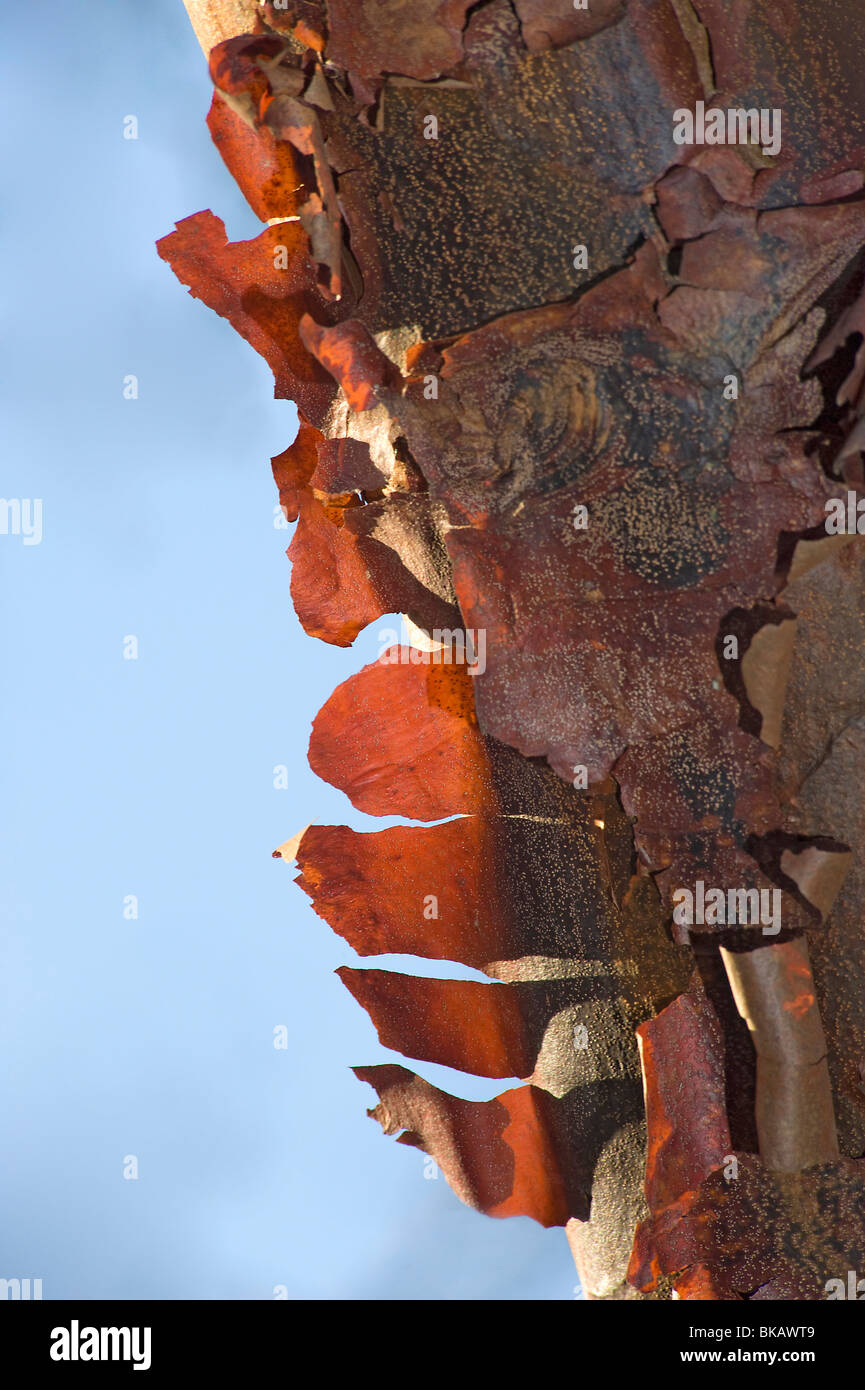 Di colore cannella corteccia di sfaldatura di paperbark maple, Acer griseum f Foto Stock