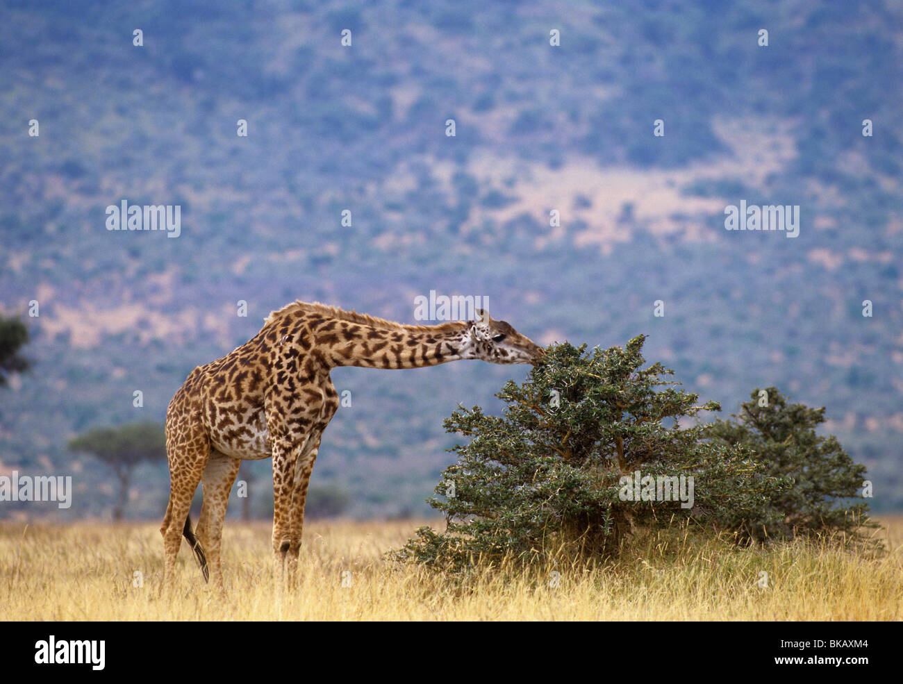 La giraffa, Giraffa camelopardalis, utilizza un collo lungo per navigare su una boccola di acacia Foto Stock